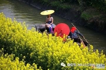 兴化菜花李中水上森林公园一日游